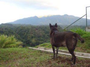 Christa Wojo's dog Roscoe at Volcan Baru